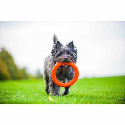 COLLAR PITCHDOG20 PIERŚCIEŃ DO APORTOWANIA, ŚREDNICA 20 CM POMARAŃCZOWY