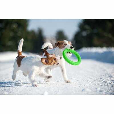 COLLAR PITCHDOG20 PIERŚCIEŃ DO APORTOWANIA, ŚREDNICA 20 CM ZIELONY